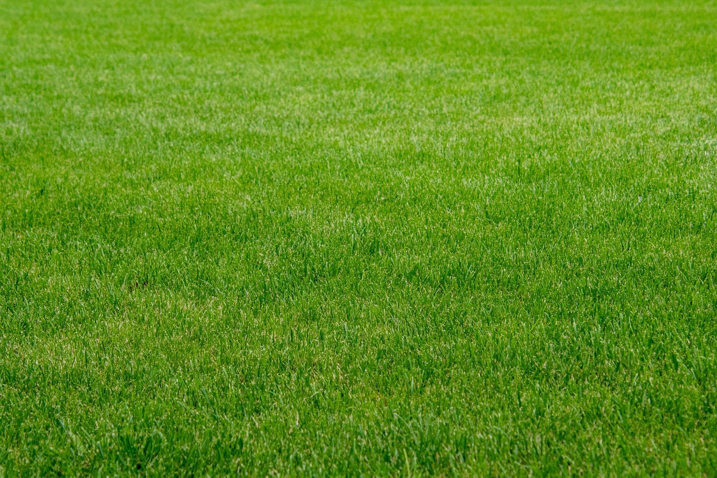 green grass nature background texture