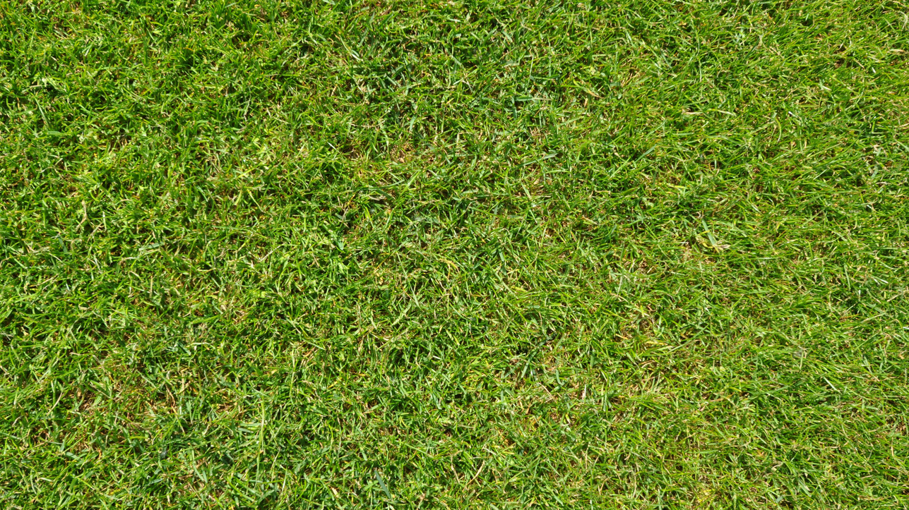 Green Grass Background